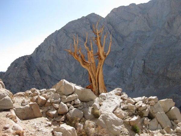 Dead tree near the start