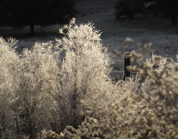 Frosty morning.