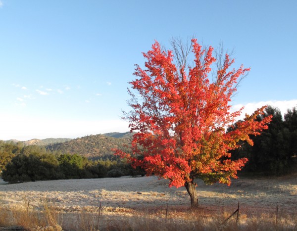 Fall colors in North Fork.