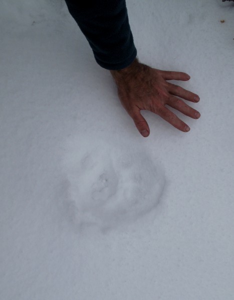 Bear Breakfast.