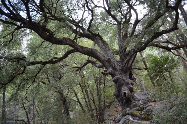 A girl in The Spooky Tree.   <br/>
Quote:  "Dad, wouldn't it be awesome if...