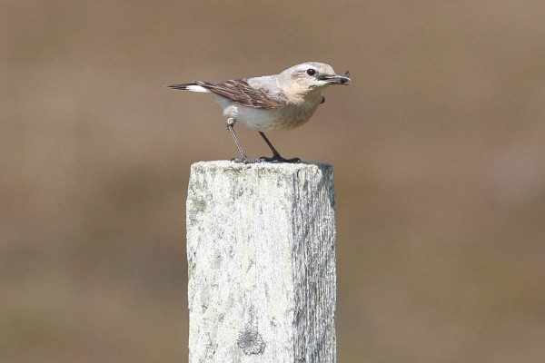 Northern Wheatear