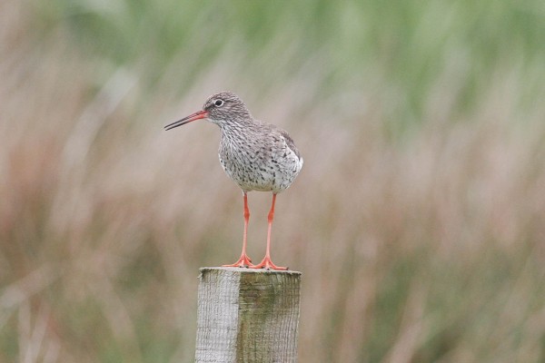 Redshank