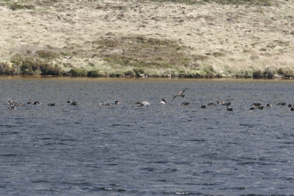 Bonxies &#40;Great Skuas&#41; bathing