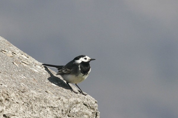 Pied Wagtail