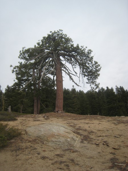 this tree looks like it might have gotten struck by lightning or somet...