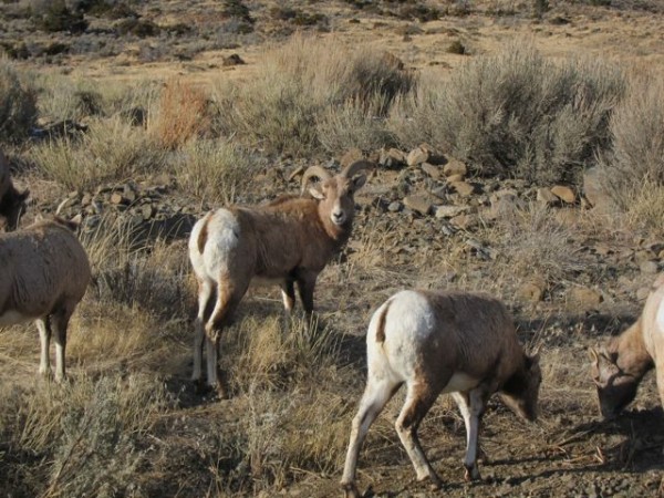 Bighorn sheep on the road.