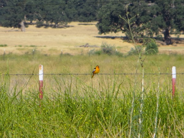 Hwy 166 and a Bullocks Oriole.