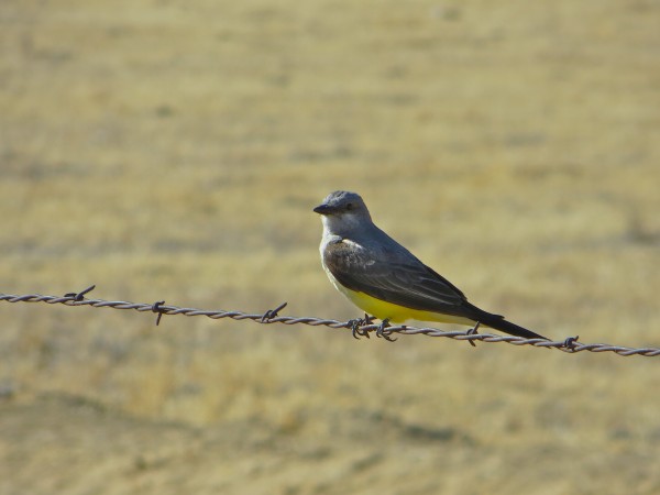 Coby's favorite, Western Kingbird.