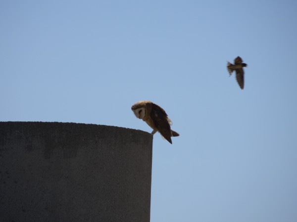 Barn Owl hunting.