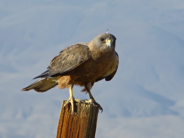 Windsurfing raptor, Bishop, CA.