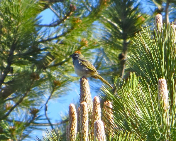 Green-tailed Towhee.