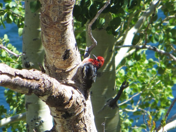 Red-breasted Sapsucker, Grant Lake.