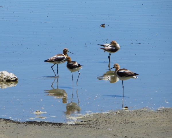 American Avocets at Mono Lake.