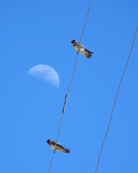 Cliff swallows at Bodie.