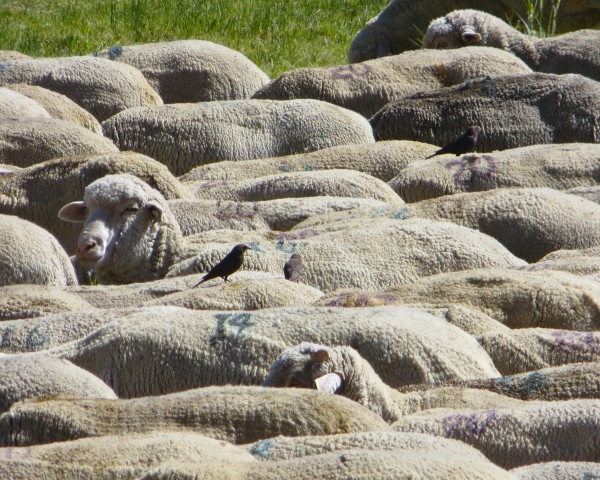 Hitching a ride during Bodie rush hour traffic jam.