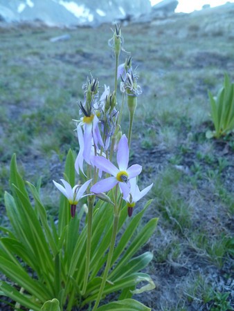 Shooting Star somewhere in Dusy Basin