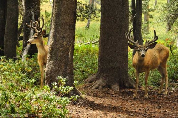 A couple of bucks in Le Conte Canyon