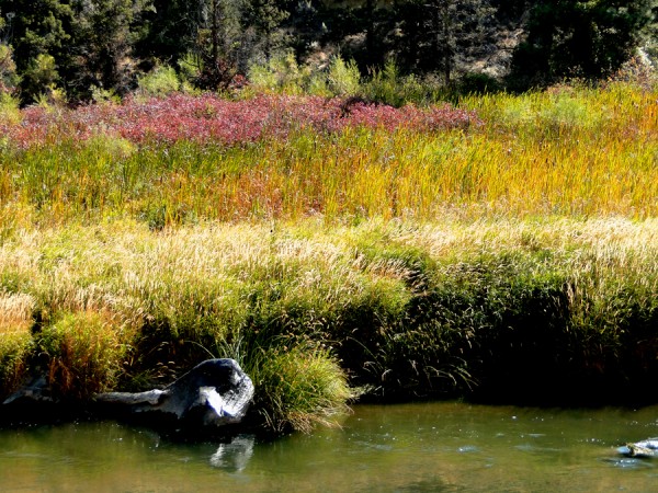 river-side grasses