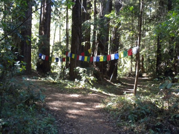 Up on top of the hill, a beautiful sacred grove with prayer flags.  It...