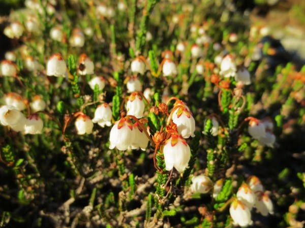 Flowers on the approach to Stuart