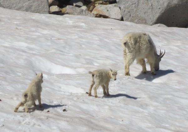 Cute goats around Enchantment Lakes