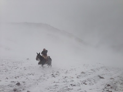 Our mule packing out from base camp - photo courtesy of Tony