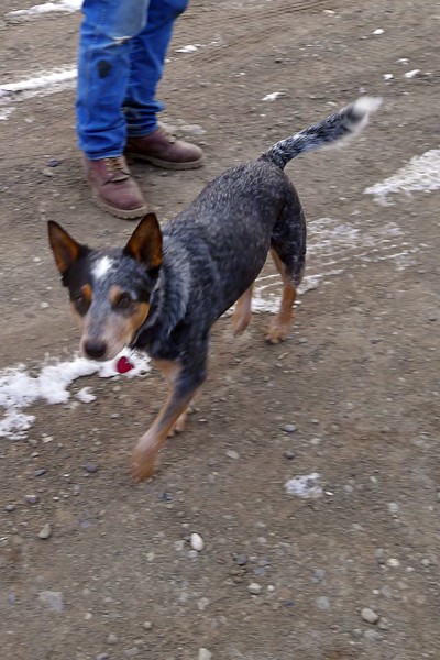 Ranch manager's assistant, Molly