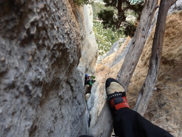 Looking down and out. I first stood on this tree in 1976. It seems non...