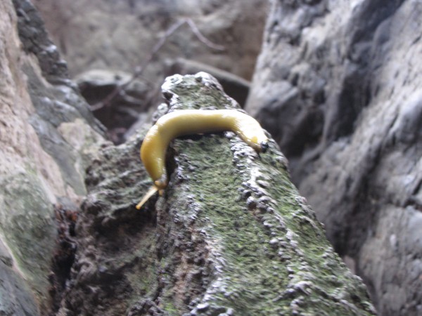 funny little banana slug