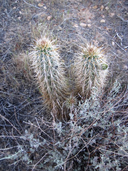 Desert flora.