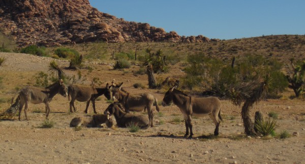 Fauna: wild burros - $500 fine if you're caught feeding them. <br/>
