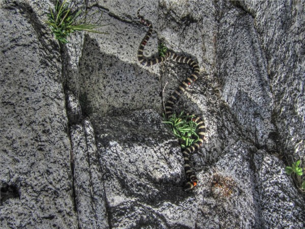 LOOK OUT...King Snake on pitch 3 Goodrich Pinnacle, right side