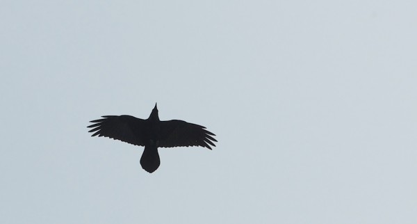 I don't remember all these ravens in the park being there 30 years ago...