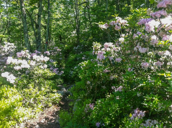 On the Millbrook Mountain Trail