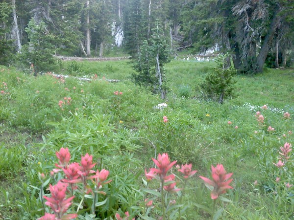 Awesome meadow to fuel my finishing stoke.