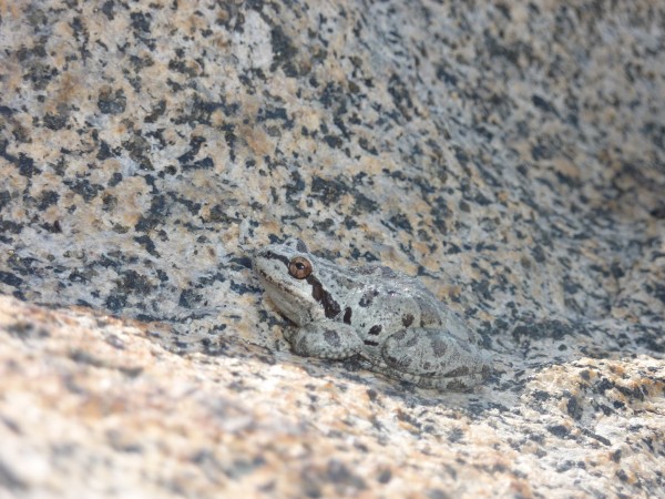 World's most camo frog above Elinor Lake.