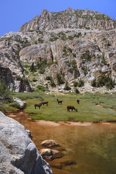 Llamas at Crown Lake