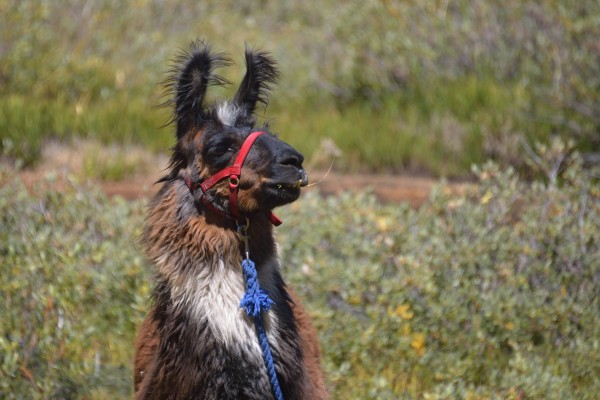 Bolivian Llama