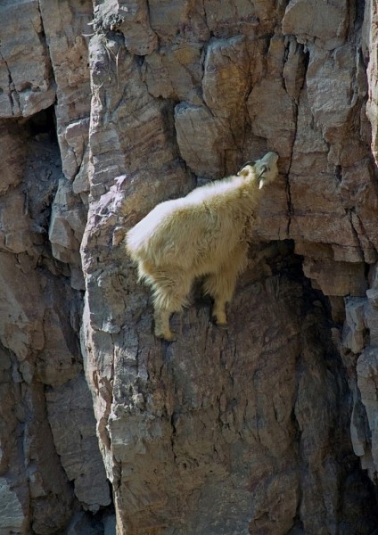 Goats can climb 5.9 C2, so hang those food bags high!