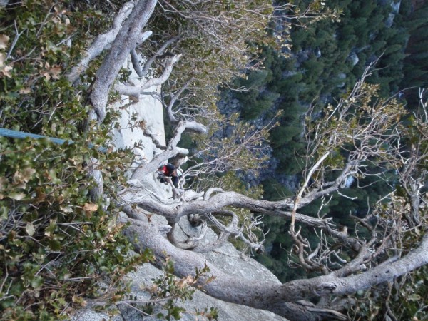 Leonardo ascending P6 which ends right above this bush/tree.