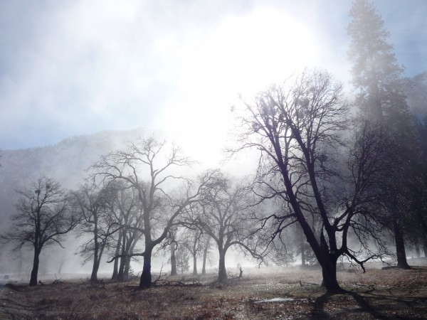 Warming El Cap Meadow, credit: Nutjob