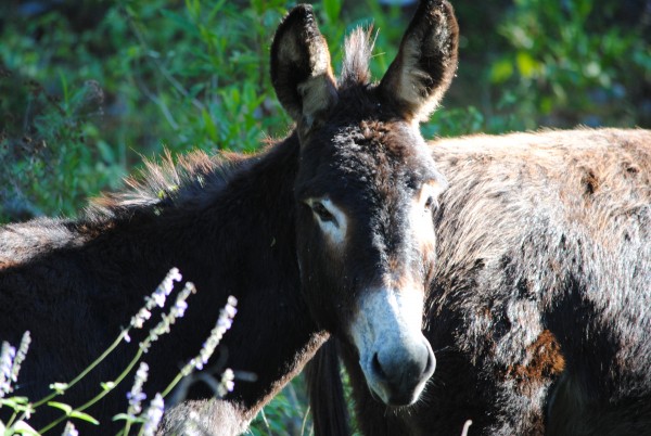 A Las Adjunatas donkey.  Don't leave your food out while camping these...