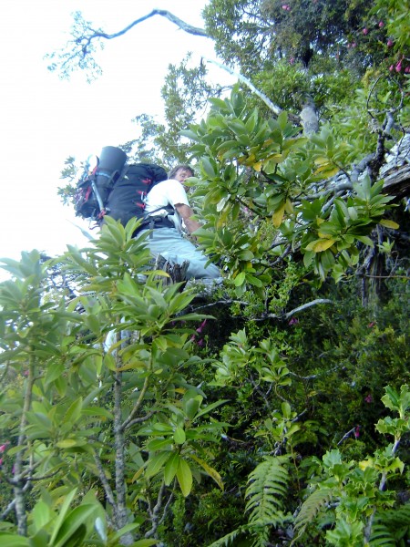 Thom negotiating steep rainforest ABOVE the Exploradores.