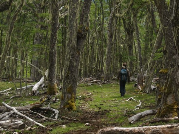 Brad McMillon strolling thru an enchanted forest.