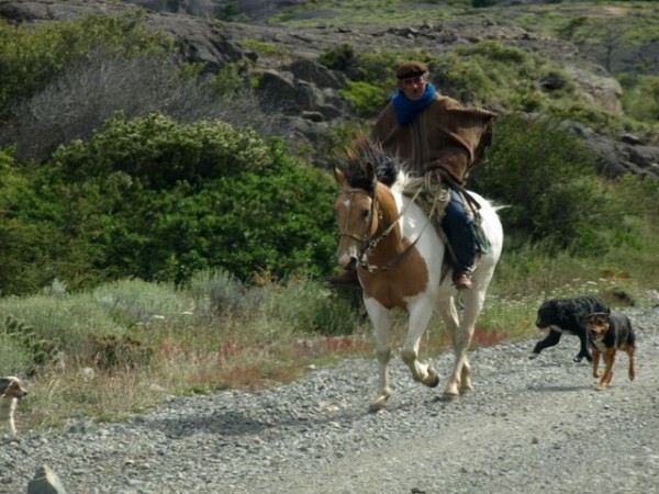 Man and his dogs