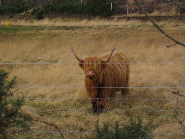 Highland cow near Balnacra, Scotland.