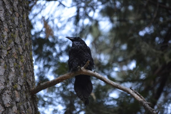 Raven at Curry Village_DSC0011_148