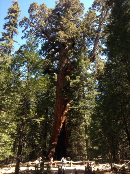 Thats a big tree.