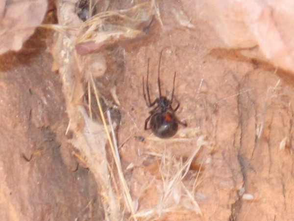 Big ass black widow at base of Kor Route.